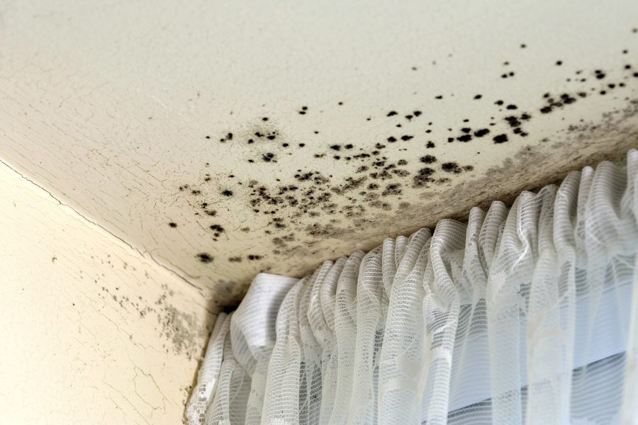 mold infested ceiling