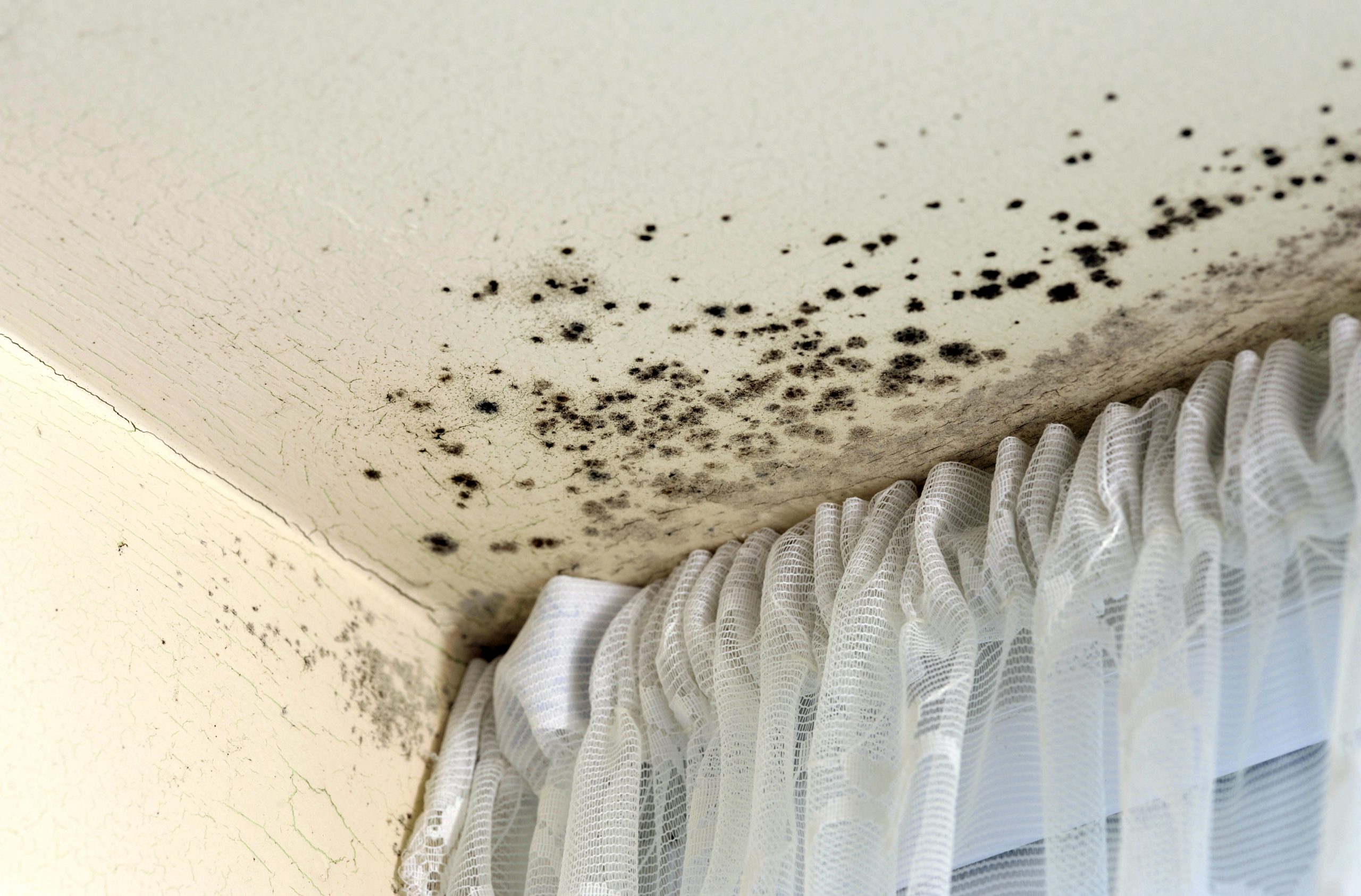 Preventing Mold Growth in Every Room of Your Home