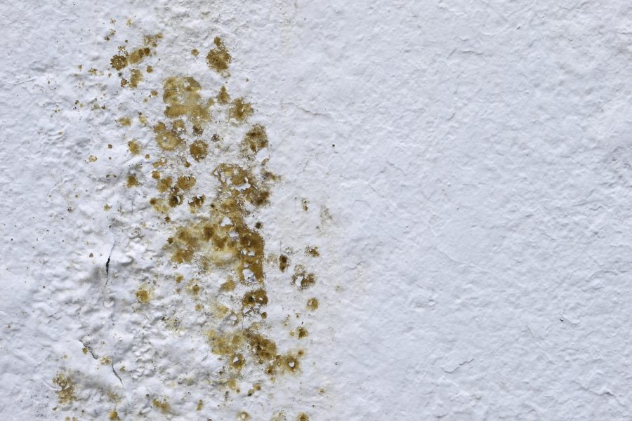 early sign of mold