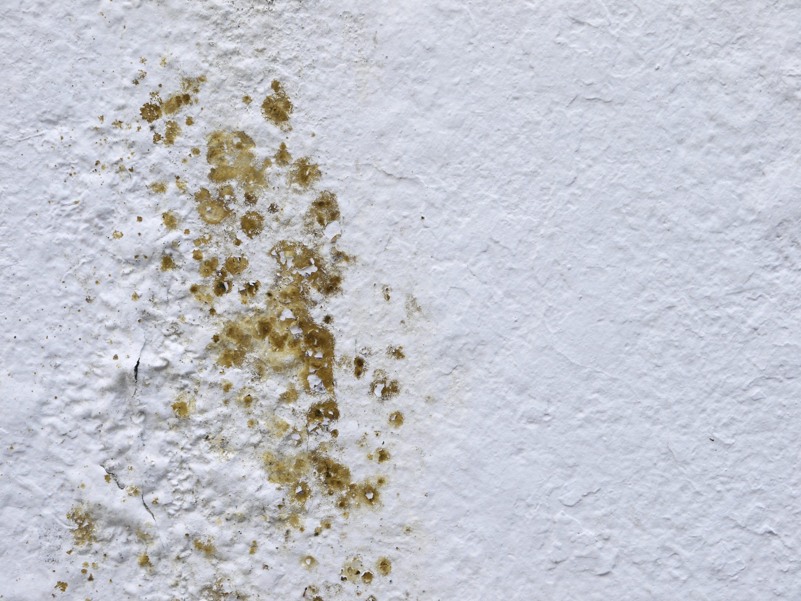 Early Signs of Mold Infestation To Make Mold Removal Easier